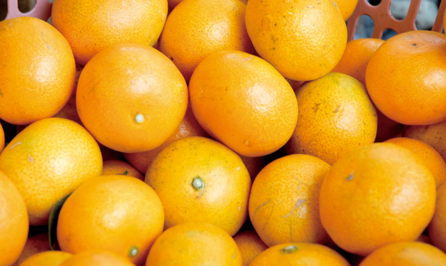 花蜜柑 三重の里 いなか旅のススメ 花蜜柑 三重の里 いなか旅のススメ